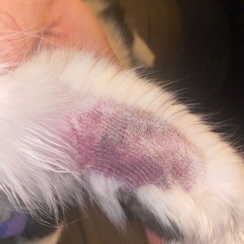Pieper Veterinary - Bruising of some sort under skin of second leg. - Veterinarians Near Me - Middletown, Connecticut Pieper Veterinary - Bruising of some sort under skin of second leg. - Veterinarians Near Me - Middletown, Connecticut