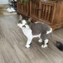 Photo of Spokane Paw Prints Grooming