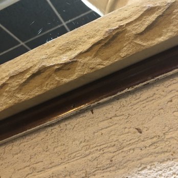 Dos Amigos - Boone - spider near my table :( - Mexican Near Me - Boone, North Carolina