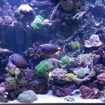 Fish By Design - Aquarium Services Near Me - Westminster, California Fish By Design - Aquarium Services Near Me - Westminster, California