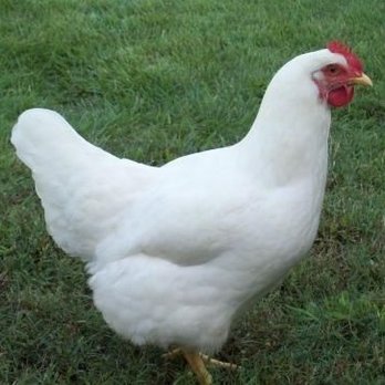 Jones Turkey Farm - Farms Near Me - Cabot, Pennsylvania Jones Turkey Farm - Farms Near Me - Cabot, Pennsylvania