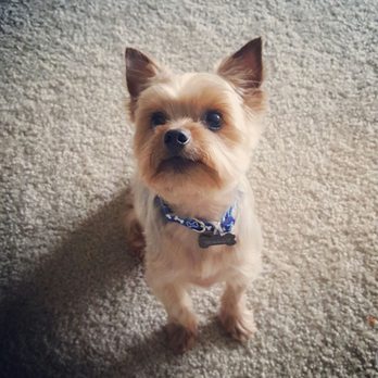 Luckys - Wally following a bath and cut from Lucky's. - Pet Groomers Near Me - Santa Monica, California