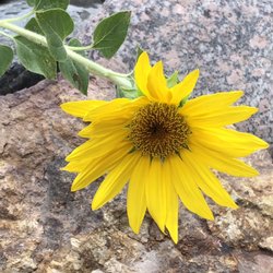 Resolution Yoga & Ayurveda - Using diet, lifestyle, herbs, and yoga for holistic wellness!