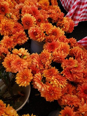 Temescal Farmer's Market by null