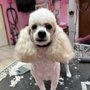 Photo of Shampoodles Grooming Salon Spa & Boutique