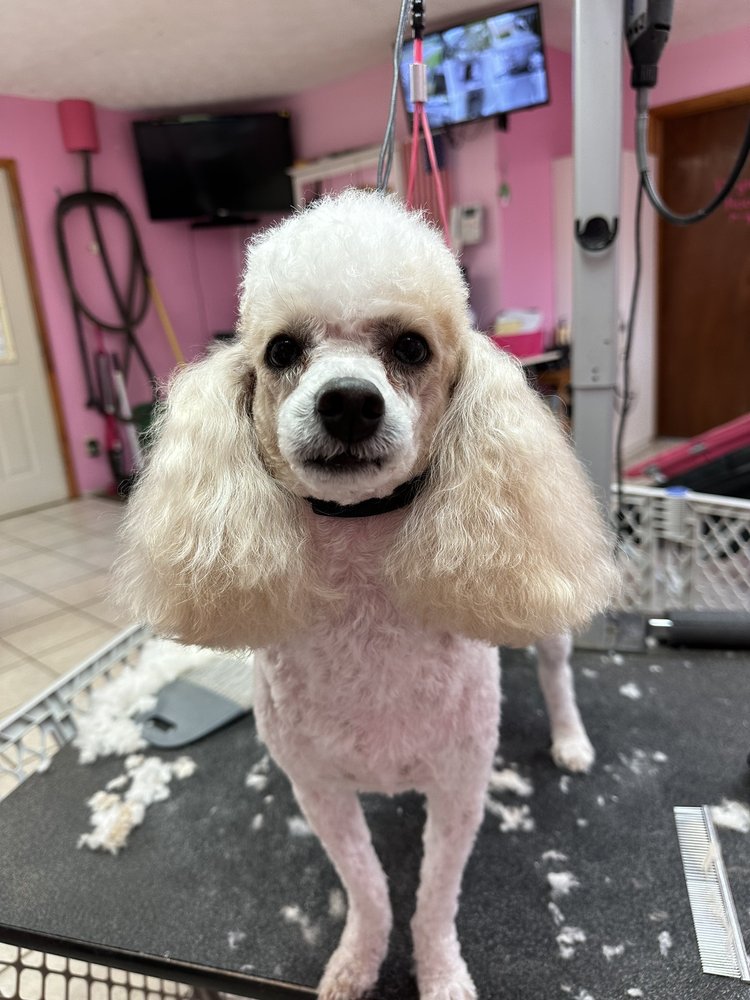 SHAMPOODLES GROOMING SALON SPA & BOUTIQUE Updated September 2024 19