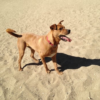 Vineyard Kennels - Pet Boarding Near Me - Paso Robles, California Vineyard Kennels - Pet Boarding Near Me - Paso Robles, California
