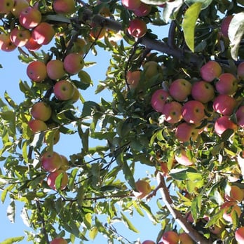 Cider Hill Farm - Pick Your Own Farms Near Me - Amesbury, Massachusetts Cider Hill Farm - Pick Your Own Farms Near Me - Amesbury, Massachusetts