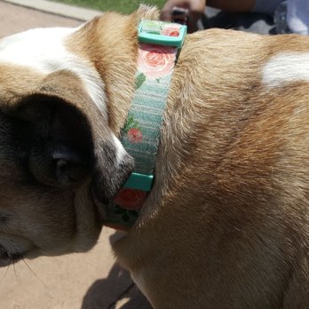 Patterson Dog Park - This dog keeps coming to me so cute! - Dog Parks Near Me - Baltimore, Maryland