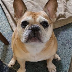 Evergreen Animal Hospital - Our little angel, Olive.