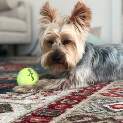 Mama Bear Pet Care - Wants to play fetch after daycare but can't keep his eyes open.