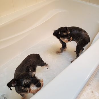 Ginger's Pet Rescue - First bath and they loved it along with a blow-dry - Animal Shelters Near Me