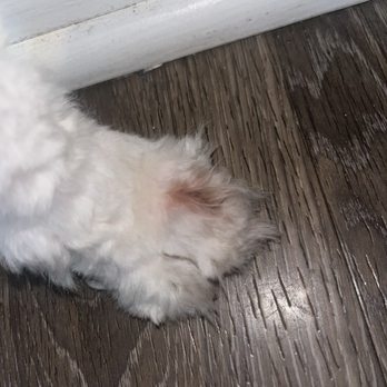 Happy Tails - And her paw, she's bleeding. - Pet Groomers Near Me - Anaheim, California Happy Tails - And her paw, she's bleeding. - Pet Groomers Near Me - Anaheim, California