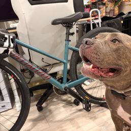 Dog likes bike
