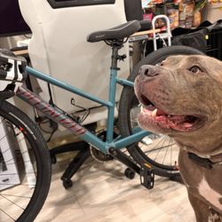 HB Cycles - Dog likes bike