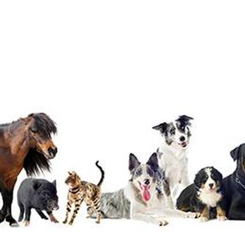 Shewmaker Animal Hospital - Veterinarians Near Me - Labelle, Florida Shewmaker Animal Hospital - Veterinarians Near Me - Labelle, Florida
