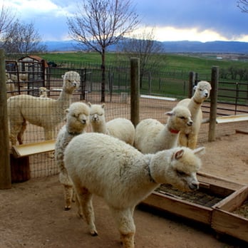 Stargazer Ranch Alpacas - I'll take two! - Knitting Supplies Near Me - Loveland, Colorado Stargazer Ranch Alpacas - I'll take two! - Knitting Supplies Near Me - Loveland, Colorado