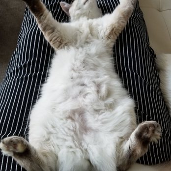 petco nulo