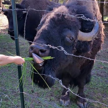 H2H Bison Ranch RV Camping - Right out of your hand! - Ranches Near Me - Worley, Idaho