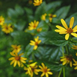 Schenley Park - Pretty wild flowers along the trail.