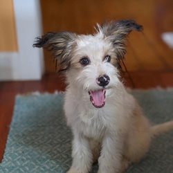 Midnight Run Rescue - Pupper pic 2