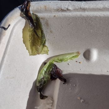 First Watch - wet bread, rotten lettuce - Breakfast & Brunch Near Me - Columbia, Missouri