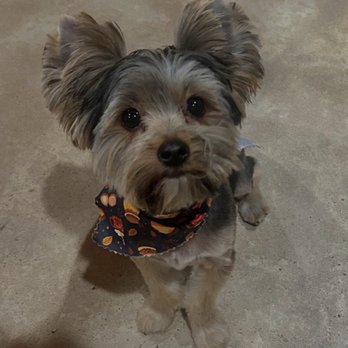 Rock Dog - Ollie B - Pet Groomers Near Me - Little Rock, Arkansas Rock Dog - Ollie B - Pet Groomers Near Me - Little Rock, Arkansas