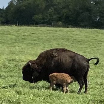 Wild Winds Buffalo Preserve - Baby just born. - Bed & Breakfast Near Me - Fremont, Indiana Wild Winds Buffalo Preserve - Baby just born. - Bed & Breakfast Near Me - Fremont, Indiana