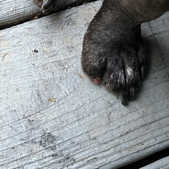Dogtopia - Removal of entire nail exposed sensitive flesh - Pet Boarding Near Me - Decatur, Georgia