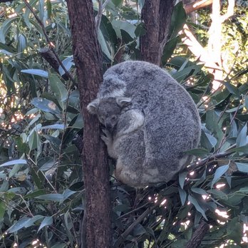 Oakvale Wildlife Park - Zoos Near Me - Salt Ash, NSW Oakvale Wildlife Park - Zoos Near Me - Salt Ash, NSW