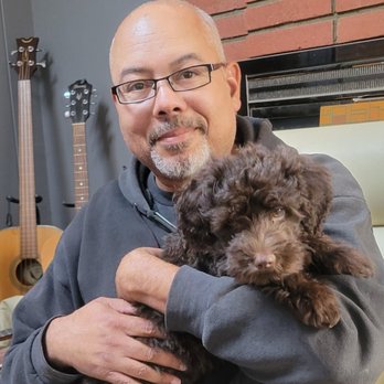 Domino Schnoodles - Pet Breeders Near Me Domino Schnoodles - Pet Breeders Near Me
