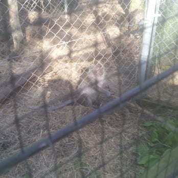 Jungle Adventures - Cleaver little monkey! - Tours Near Me - Christmas, Florida Jungle Adventures - Cleaver little monkey! - Tours Near Me - Christmas, Florida