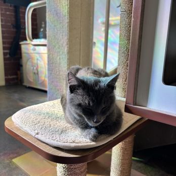 Nabi Cat Cafe - Themed Cafes Near Me - Santa Clara, California Nabi Cat Cafe - Themed Cafes Near Me - Santa Clara, California