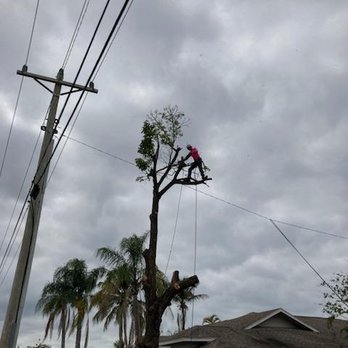 Critters Tree Service - Tree Services Near Me - Punta Gorda, Florida