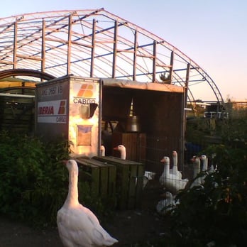 Multi Aquaculture Systems - Geese living in a cargo container - Seafood Near Me - Amagansett, New York Multi Aquaculture Systems - Geese living in a cargo container - Seafood Near Me - Amagansett, New York