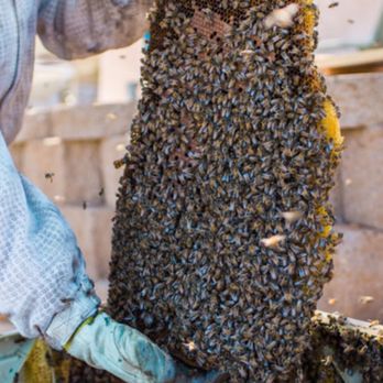 BuzzForExpert - Pest Control Near Me BuzzForExpert - Pest Control Near Me