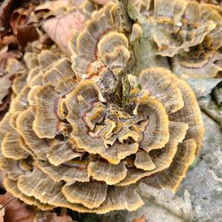 Birdsong Pleasure Garden - All kinds of great fungi.
