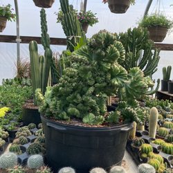 Young's Flower Shop & Greenhouse - Cactus !