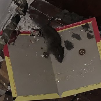 Beal Properties - First rat - Property Management Near Me - Chicago, Illinois