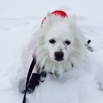 Eglinton Park - Dogs love the snow in the park! - Parks Near Me - Toronto, Ontario Eglinton Park - Dogs love the snow in the park! - Parks Near Me - Toronto, Ontario