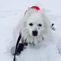Eglinton Park - Dogs love the snow in the park!