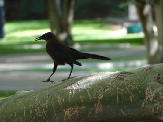 St. Mary's Roman Catholic Basilica by null