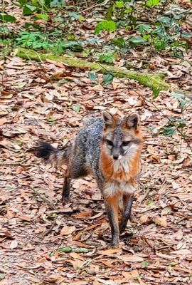 Tallahassee Museum by null