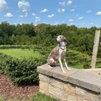 Saudé Creek Vineyards - My pup loves that they are dog-friendly. There aren't many in Virginia. - Wineries Near Me - Lanexa, Virginia Saudé Creek Vineyards - My pup loves that they are dog-friendly. There aren't many in Virginia. - Wineries Near Me - Lanexa, Virginia