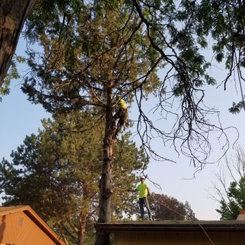 Timmy S Tree Service 22 Photos 14 Reviews Tree Services Nampa Id Phone Number