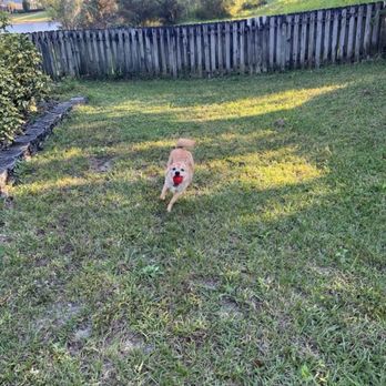 Leash Lovers Pet Sitting - Pet Sitting Near Me Leash Lovers Pet Sitting - Pet Sitting Near Me