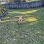 Photo of Leash Lovers Pet Sitting
