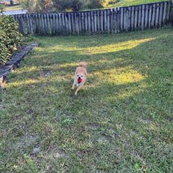 Leash Lovers Pet Sitting