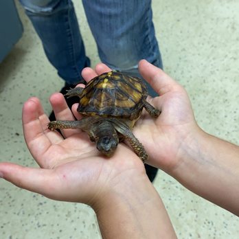 EcoVivarium - Box turtle - Museums Near Me - Escondido, California EcoVivarium - Box turtle - Museums Near Me - Escondido, California