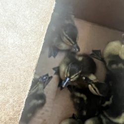 Oregon's Best Buds - The babies!